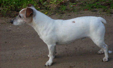 Aardhond 3